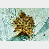 02 Mesotype didymata w signum