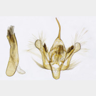 01 Ochyria quadrifasiata m
