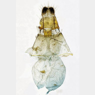 01 Ochyria quadrifasiata w signum