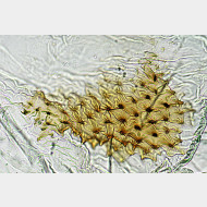 03 Ochyria quadrifasiata w signum