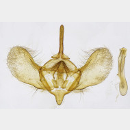 00 Operophtera brumata m