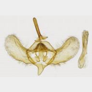 01 Operophtera brumata m