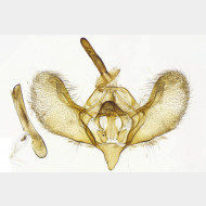 02 Operophtera brumata m