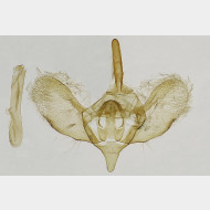 Operophtera brumata m