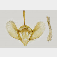 01 Operophtera fagata m