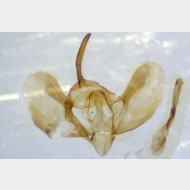 Operophtera fagata m 0811 2016