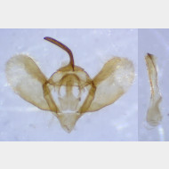 operophtera fagata M