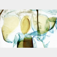 05 Paradarisa consonaria w ostium