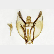 02 Parietaria dilucidaria m