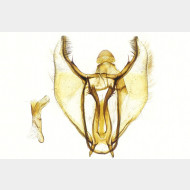 03 Parietaria dilucidaria m