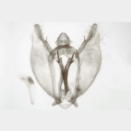 Parietaria dilucidaria m