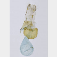 00 0 Parietaria dilucidaria w