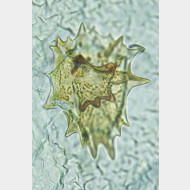 00 Parietaria dilucidaria w signum