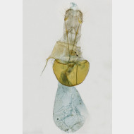 02 Parietaria dilucidaria w