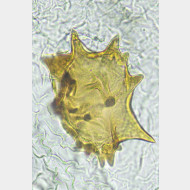 04 Parietaria dilucidaria w signum2