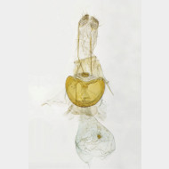 05 Parietaria dilucidaria w