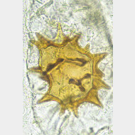 06 Parietaria dilucidaria w signum