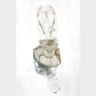 Parietaria dilucidaria w