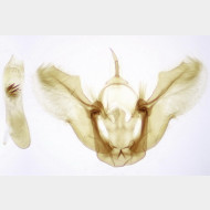 Pennithera firmata m