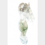 01 Pennithera firmata w