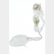 Pennithera firmata w plus