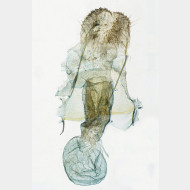 00 Pennithera firmata w