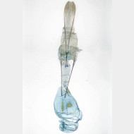 Perizoma affinitata w