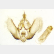 Perizoma albulata m2