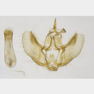 01 Perizoma alchemillata m