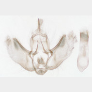Perizoma alchemillata m