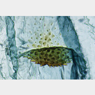 03 Perizoma minorata w signum