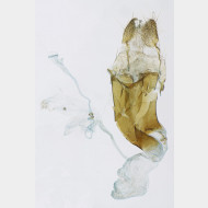 Philereme vetulata w