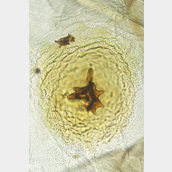 03 Plagodis dolabraria w signum