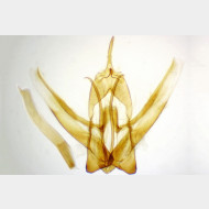 Pseudopanthera macularia m