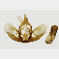 Rheumaptera hastata m