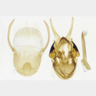 01 Scopula incanata m