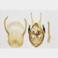 00 Scopula incanata m