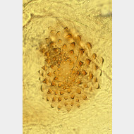 01 Scotopteryx chenopodiata w signum