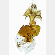 02 Scotopteryx moeniata w