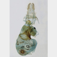 01 Stegania cararia w