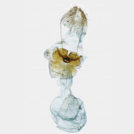 01 Thera variata w