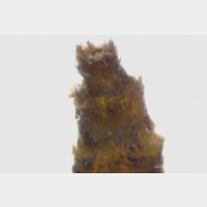Thera variata w6