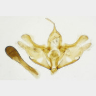 Trichopteryx carpinata m2