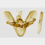 02 Venusia cambrica m