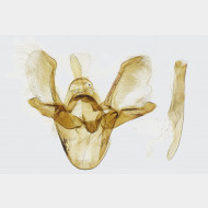 03 Venusia cambrica m