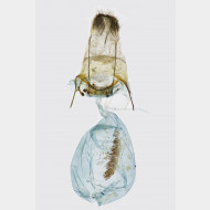 02 Xanthorhoe biriviata w