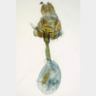 05 Xanthorhoe ferrugata w