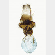 01 Xanthorhoe montanata w