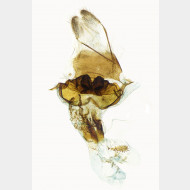 02 Xanthorhoe montanata w