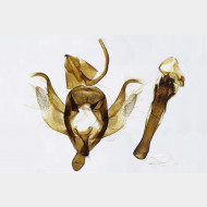 02 Xanthorhoe spadicearia m